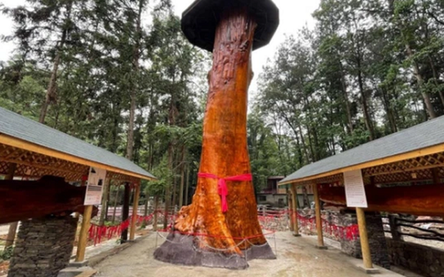 Vì sao cây gỗ Kim Tơ Nam Mộc bán giá gần 9.000 tỷ nhưng không ai dám trồng?
