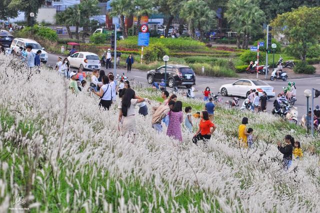 Ra đê Long Biên chụp ảnh giữa trắng ngàn cỏ lau - Ảnh 2.