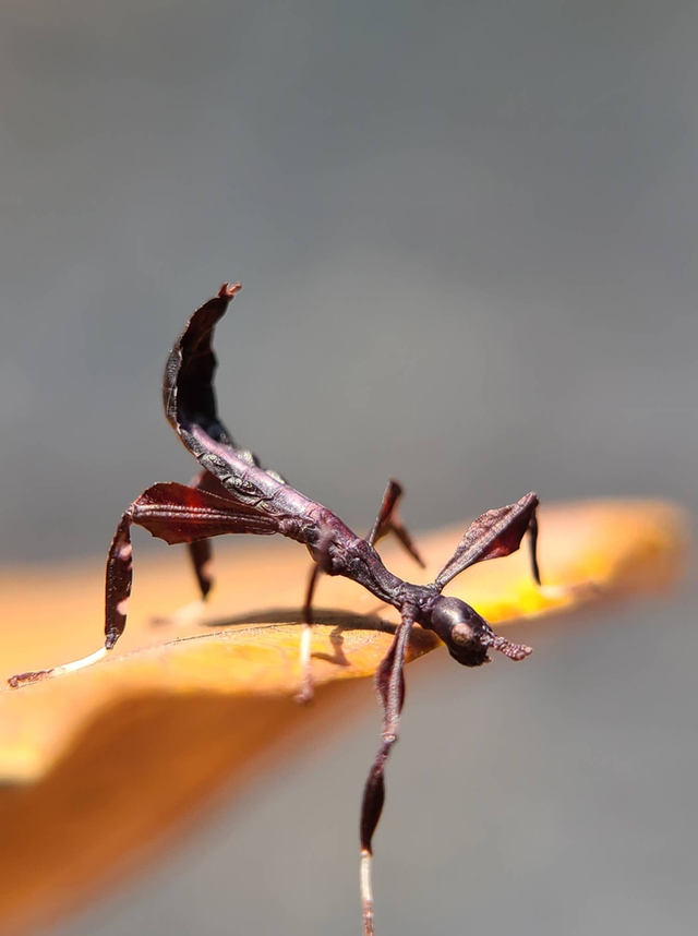 Unique million-dollar "mobile leaf" hobby - Photo 6.