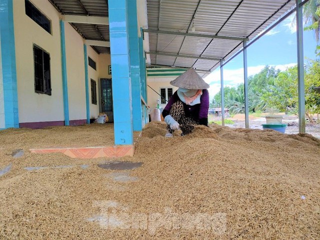 Lý do hàng nghìn tấn lúa Việt Nam ngon nhất thế giới bị om trong mưa nắng - Ảnh 4.