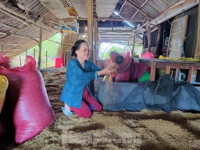 Lý do hàng nghìn tấn lúa Việt Nam ngon nhất thế giới bị om trong mưa nắng - Ảnh 3.