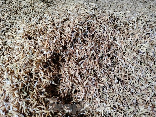 Lý do hàng nghìn tấn lúa Việt Nam ngon nhất thế giới bị om trong mưa nắng - Ảnh 2.