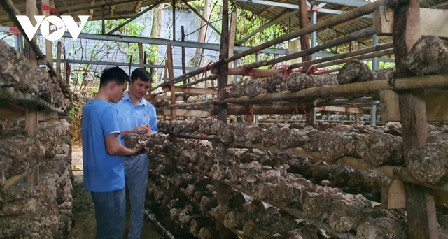 Chàng thanh niên người Thái thu tiền tỷ mỗi năm từ trồng nấm - Ảnh 1.