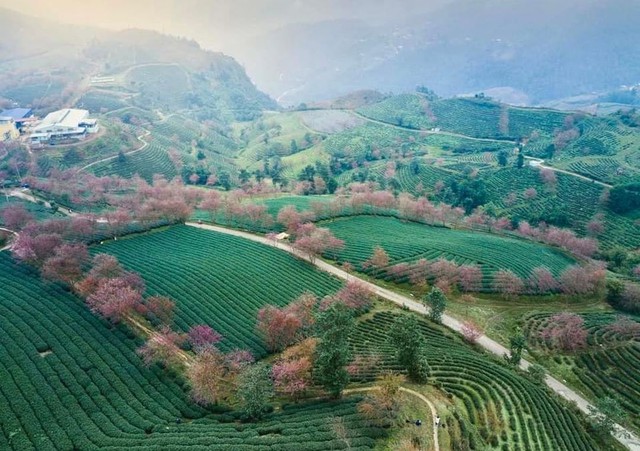 Travel to Sapa this season to admire the beautiful cherry blossoms blooming like a fairyland - Photo 18.
