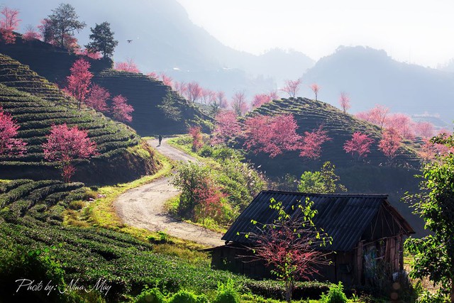 Travel to Sapa this season to admire the beautiful cherry blossoms blooming like a fairyland - Photo 17.