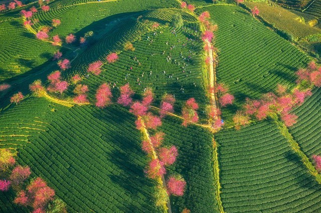Travel to Sapa this season to admire the beautiful cherry blossoms blooming like a fairy - Photo 15.
