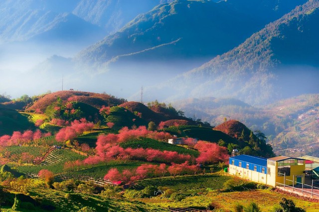 Travel to Sapa this season to admire the beautiful cherry blossoms blooming like a fairyland - Photo 9.