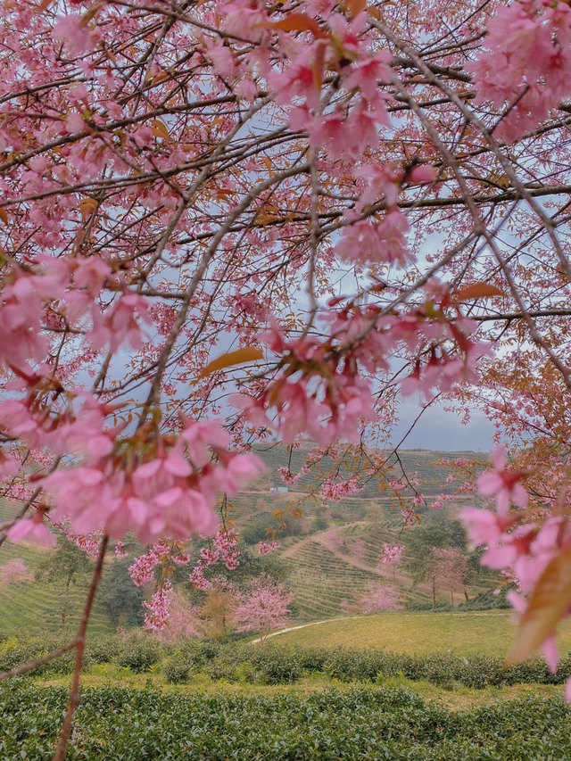 Travel to Sapa this season to admire the beautiful cherry blossoms blooming like a fairyland - Photo 4.