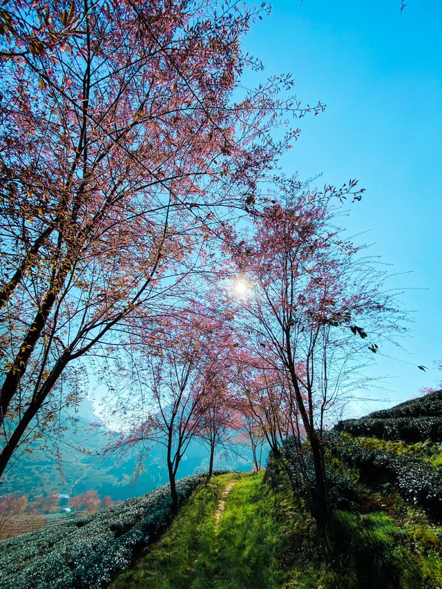 Travel to Sapa this season to admire the beautiful cherry blossoms blooming like a fairyland - Photo 3.