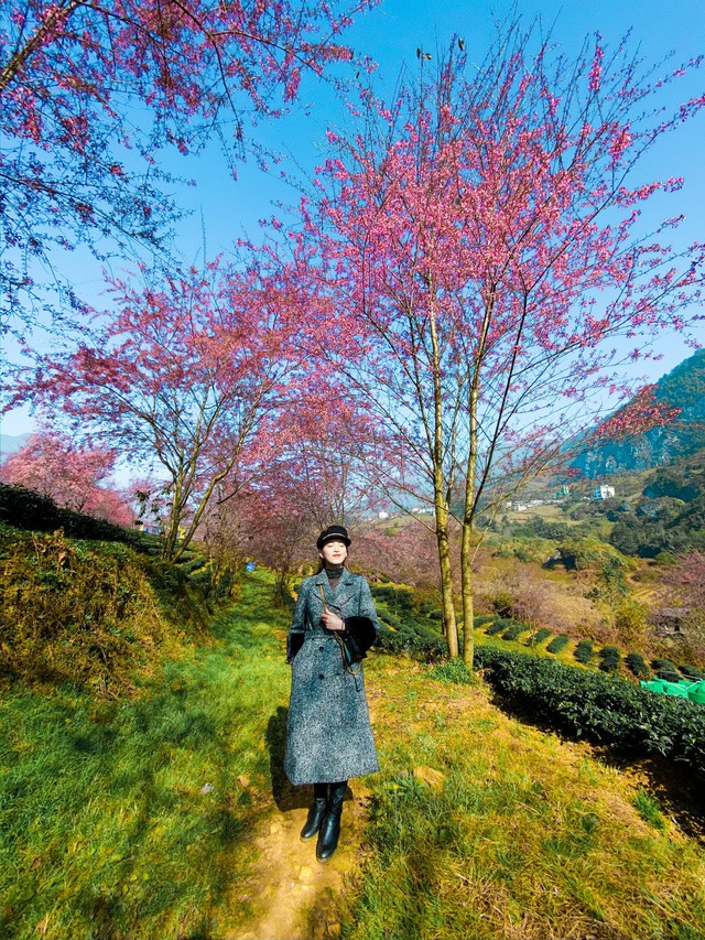 Travel to Sapa this season to admire the beautiful cherry blossoms blooming like a fairy - Photo 1.