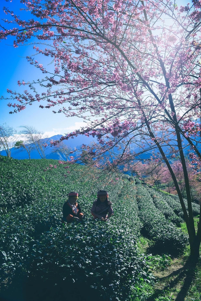 Travel to Sapa this season to admire the beautiful cherry blossoms blooming like a fairy - Photo 23.