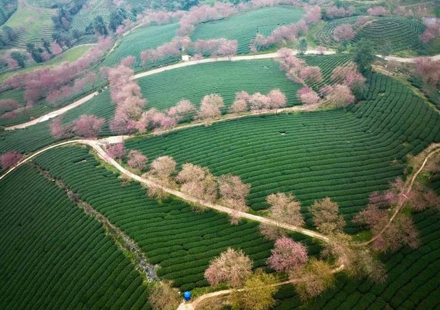 Travel to Sapa this season to admire the beautiful cherry blossoms blooming like a fairyland - Photo 21.