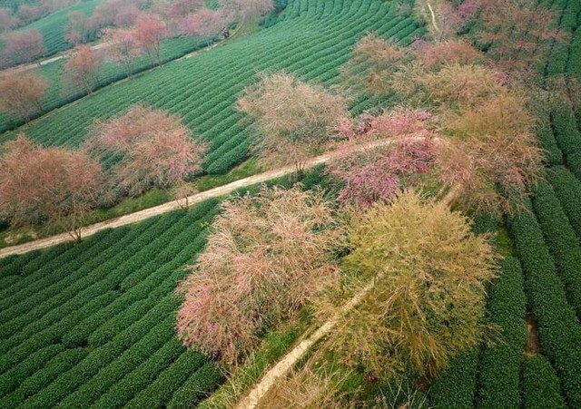 Travel to Sapa this season to admire the beautiful cherry blossoms blooming like a fairyland - Photo 20.