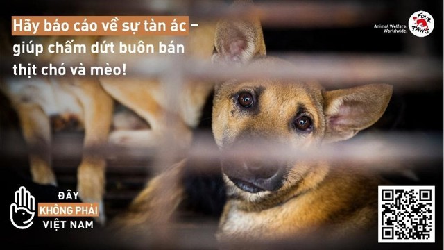 Thí điểm trang công cụ báo cáo về nạn buôn bán thịt chó, mèo tại Quảng Nam và Đà Nẵng - Ảnh 1.