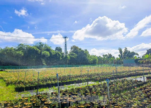 Ngắm vườn sâm quý tiến vua ở Bình Định cho thu nhập hàng trăm triệu đồng - Ảnh 1.