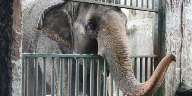 Câu chuyện về chú voi cô độc 40 năm ở Philippines - Ảnh 1.