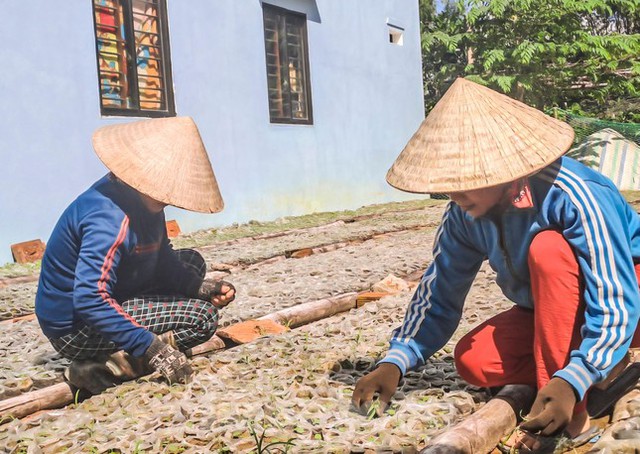 Ngắm vườn sâm quý tiến vua ở Bình Định cho thu nhập hàng trăm triệu đồng - Ảnh 9.