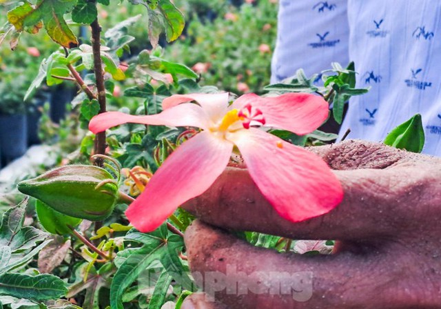 Ngắm vườn sâm quý tiến vua ở Bình Định cho thu nhập hàng trăm triệu đồng - Ảnh 6.