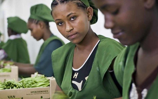 Các công nhân đóng gói đậu ở Ethiopia - Ảnh: ILO