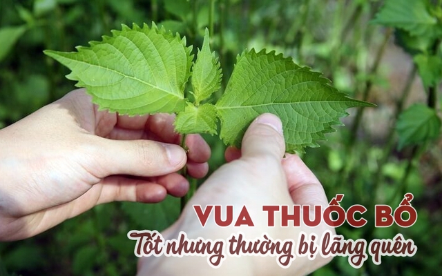 Loại cây có nhiều ở Việt Nam là “vua thuốc bổ” giúp lọc sạch máu, đường huyết điều hòa, giá rẻ bèo nhưng đang bị bỏ phí