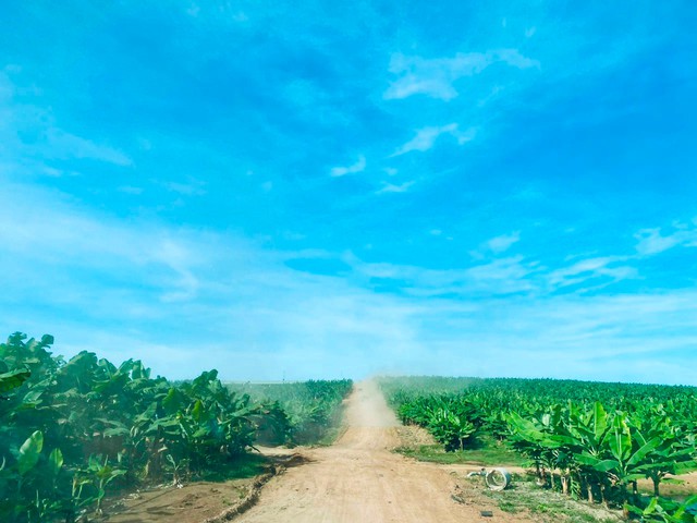 Thực địa trang trại HAGL tại Lào: Trồng thử bắp ngô với mục tiêu 3.000ha, nuôi gà trên đất trồng cây keo và xây nhà máy viên nén gỗ - Ảnh 2.