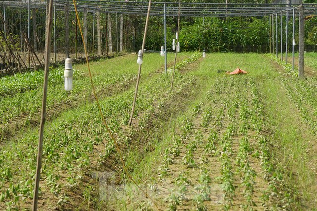 Ruộng hoa chết rũ sau mưa lũ, chủ vườn lo mất Tết - Ảnh 1.