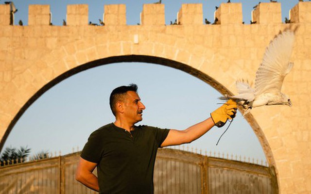 Ông Muhammad Al Misned cùng thú cưng của mình là một chú chim ưng.
