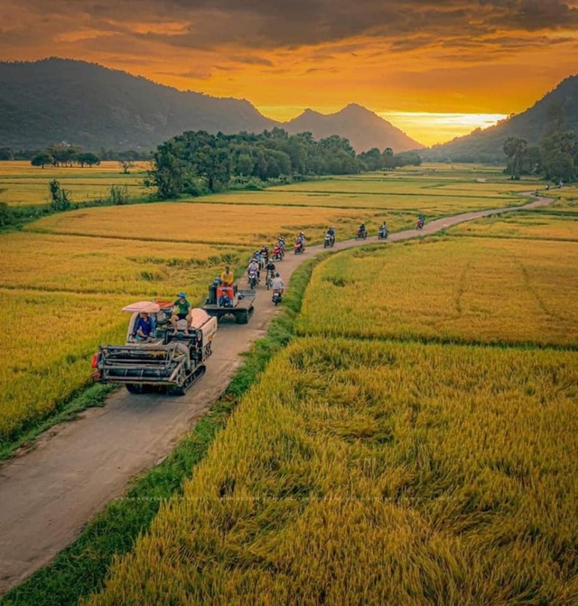 Cánh đồng khác biệt nhất miền Tây rất đẹp như tranh giành vẽ với những thửa ruộng sắc tố - Hình ảnh 5.