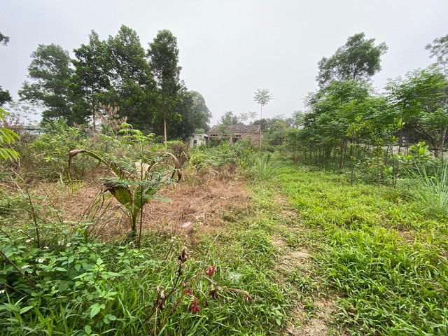 Xuất hiện những mảnh đất lớn được rao bán với mức giá giảm 50% - Ảnh 3.