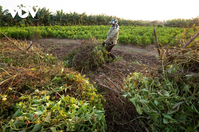 Trồng củ cọc, nông dân bãi giữa sông Hồng thu hàng trăm triệu đồng mỗi năm - Ảnh 4.