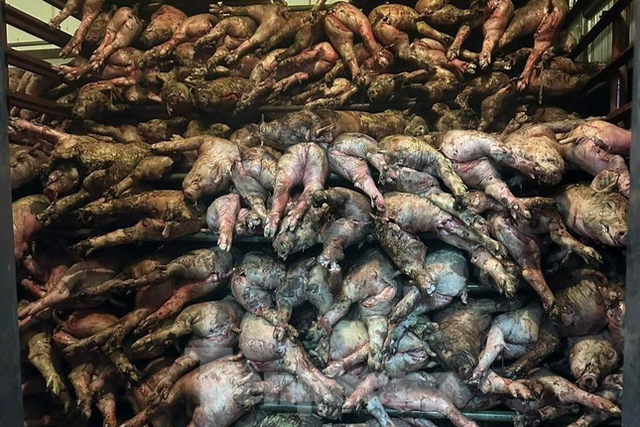 Cảnh tan hoang ở trang trại lợn hơn nghìn con bị lửa thiêu - Ảnh 6.