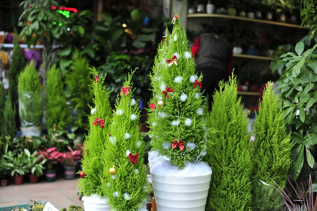 Hà Nội: Người dân thích thú với cây thông Noel tí hon bày bán dịp Giáng sinh - Ảnh 1.