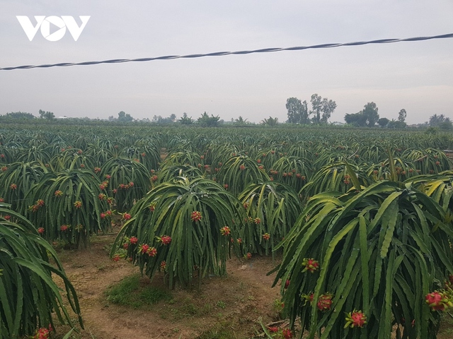 Cuối năm, giá trái thanh long ở Tiền Giang đạt mức kỉ lục, nhà vườn phấn khởi - Ảnh 1.