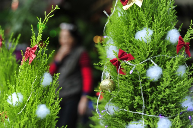 Hà Nội: Người dân thích thú với cây thông Noel tí hon bày bán dịp Giáng sinh - Ảnh 4.