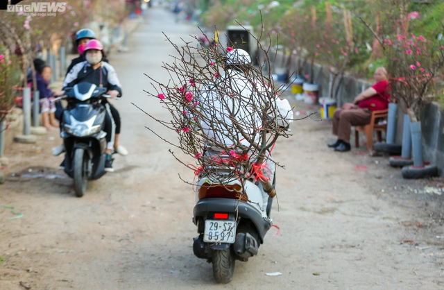 Người Hà Nội háo hức tìm mua đào nở sớm - Ảnh 9.