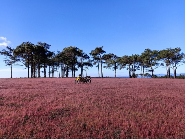 Xao xuyến trước cảnh đẹp như tranh vẽ của đồi cỏ hồng hoang sơ ở Đức Trọng - Ảnh 3.