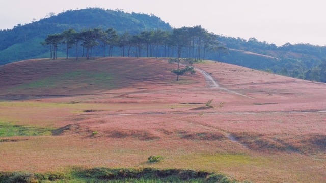 Xao xuyến trước cảnh đẹp như tranh vẽ của đồi cỏ hồng hoang sơ ở Đức Trọng - Ảnh 1.