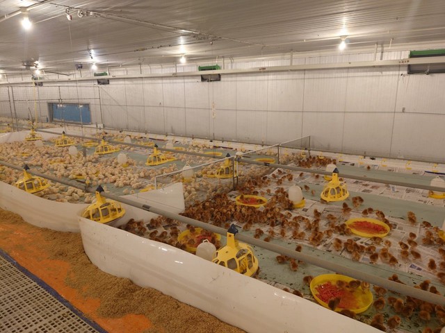Tiêu thụ thép gặp khó khăn, Hòa Phát đẩy mạnh mảng nông nghiệp khi nhập gần 10.000 con gà giống từ Mỹ - Ảnh 2.