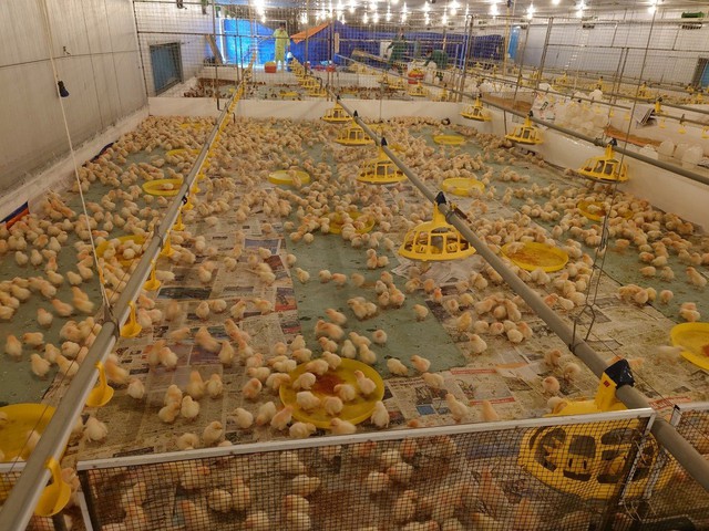 Tiêu thụ thép gặp khó khăn, Hòa Phát đẩy mạnh mảng nông nghiệp khi nhập gần 10.000 con gà giống từ Mỹ - Ảnh 1.