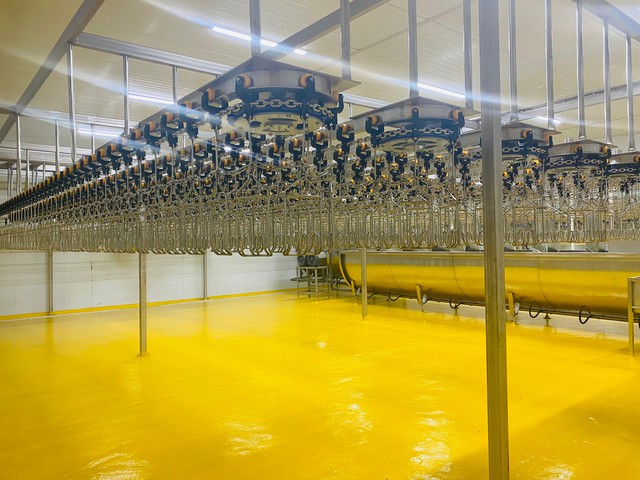 Nhà máy chế biến gà Marathon của bầu Đức đi vào hoạt động, công suất 5.000-7.000 con/ngày - Ảnh 2.