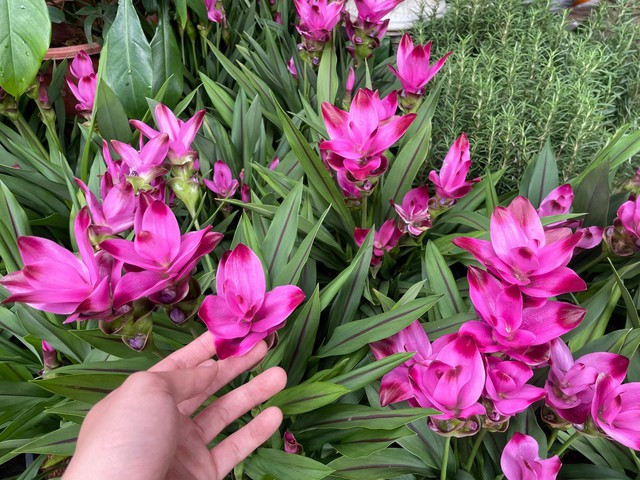 Chợ hoa Hoàng Hoa Thám rực rỡ, náo nhiệt mùa cận Tết - Ảnh 2.
