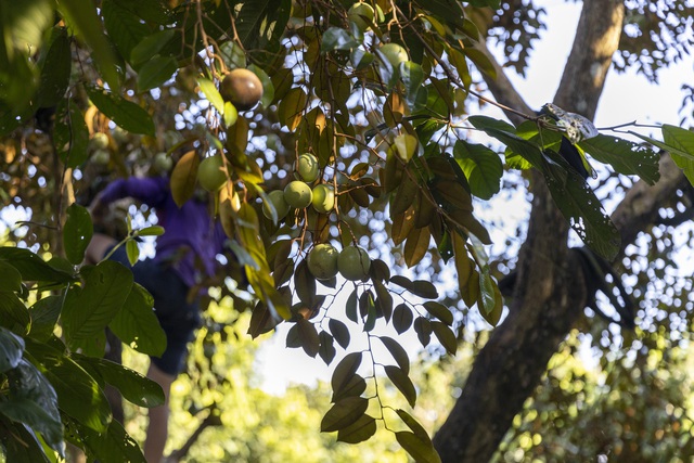 At the end of the year, experience in the garden of extremely fruity purple breast milk in Can Tho, while eating and picking fruit to bring back - Photo 11.