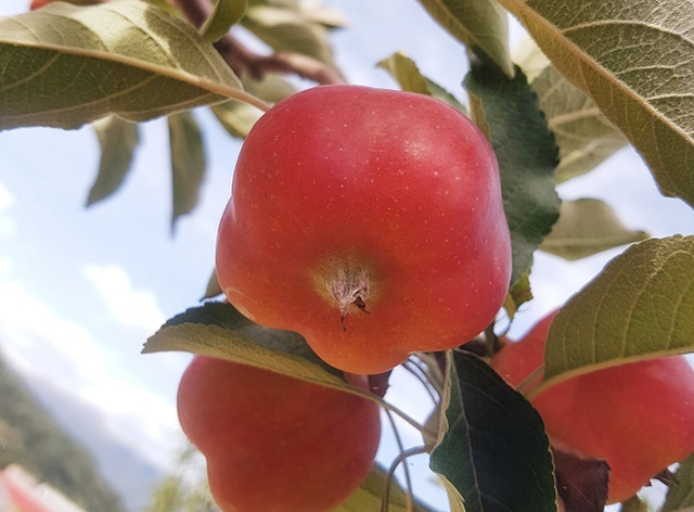 Fancy star apple, 300,000 VND/fruit on Tet holiday - Photo 4.