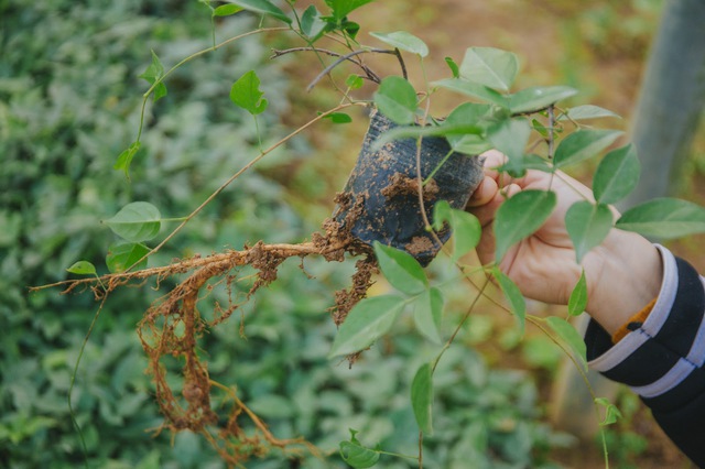 Nông dân Bắc Giang trồng cây giống củ khoai lang, thu tiền tỷ mỗi năm - Ảnh 8.