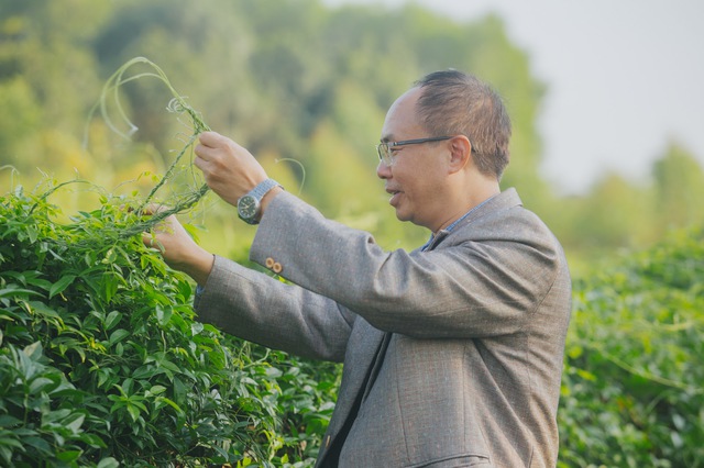 Nông dân Bắc Giang trồng cây giống củ khoai lang, thu tiền tỷ mỗi năm - Ảnh 7.