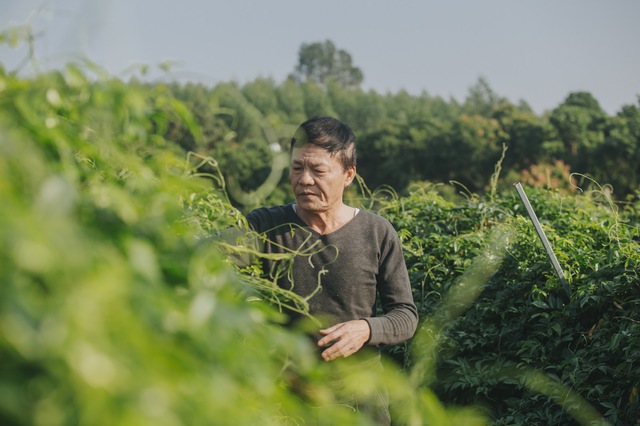 Nông dân Bắc Giang trồng cây giống củ khoai lang, thu tiền tỷ mỗi năm - Ảnh 6.