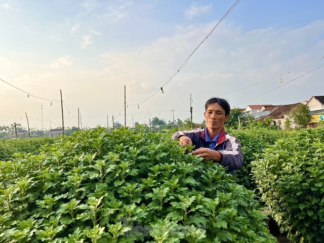 Hàng trăm nghìn chậu hoa cúc Tết ở Quảng Ngãi chưa nở đã được mua sạch tại vườn - Ảnh 7.