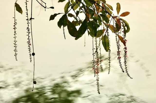 Xao xuyến vẻ đẹp Hồ Gươm khoảnh khắc giao mùa - Ảnh 15.