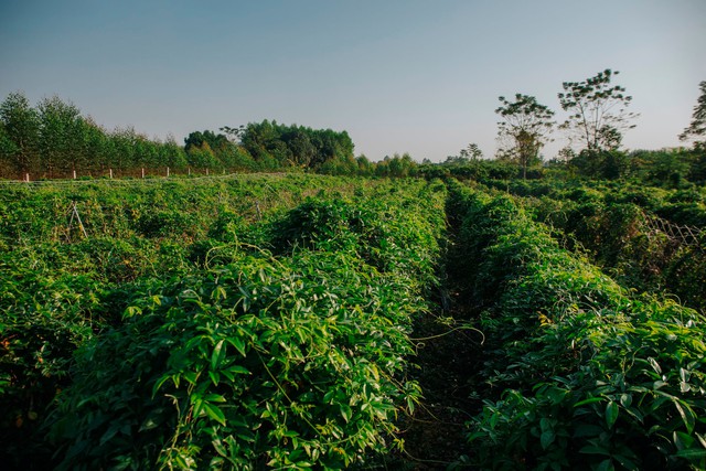 Nông dân Bắc Giang trồng cây giống củ khoai lang, thu tiền tỷ mỗi năm - Ảnh 1.
