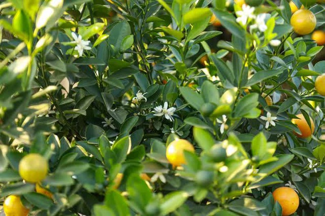 Kumquat trees cost tens of millions of dollars sold out in Hanoi before the Lunar New Year - Photo 8.